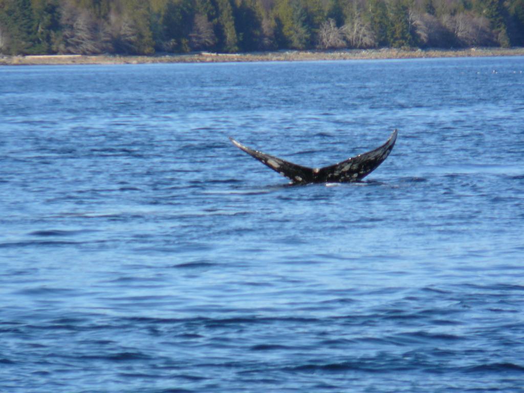 203 At Water'S Edge Διαμέρισμα Ucluelet Δωμάτιο φωτογραφία