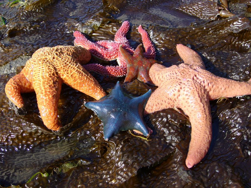 203 At Water'S Edge Διαμέρισμα Ucluelet Δωμάτιο φωτογραφία